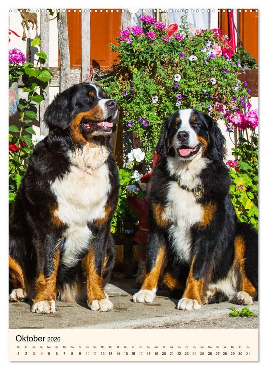 Produktbild: Die sch&ouml;nste Rasse der Welt - Berner Sennenhund (hochwertiger Premium Wandkalender 2026 DIN A2 hoch), Kunstdruck in Hochglanz