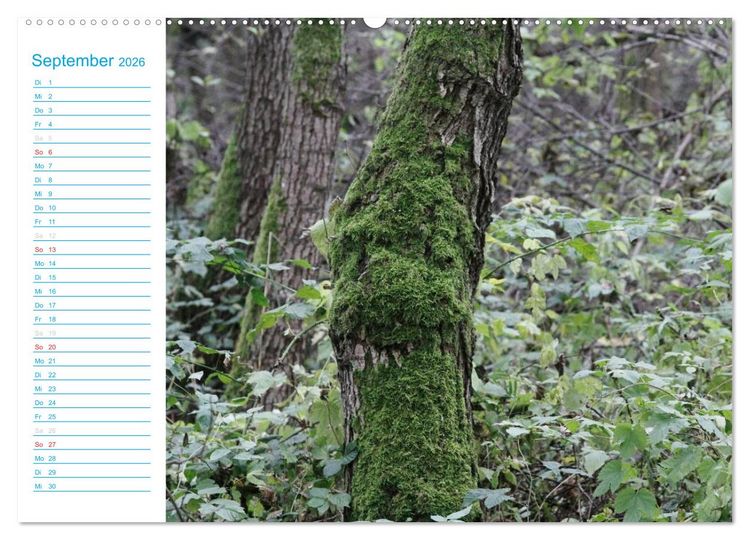 Produktbild: Wundersch&ouml;ner Spreewald (Wandkalender 2026 DIN A2 quer), CALVENDO Monatskalender