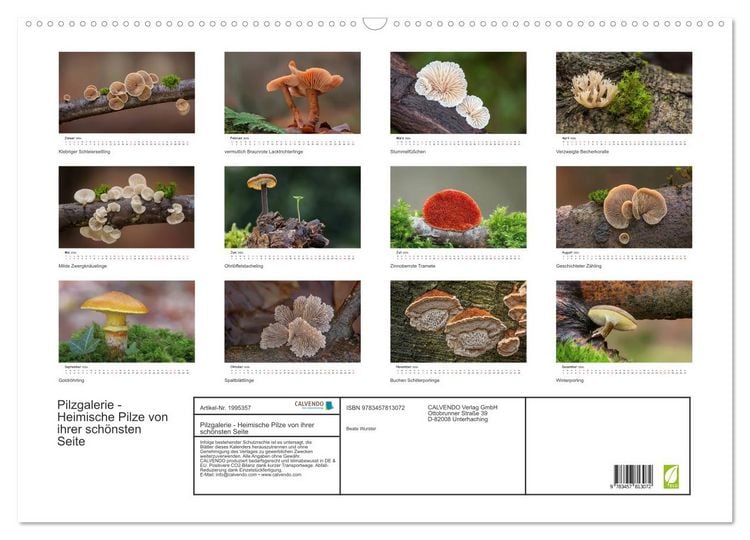 Produktbild: Pilzgalerie - Heimische Pilze von ihrer sch&ouml;nsten Seite (Wandkalender 2026 DIN A2 quer), CALVENDO Monatskalender
