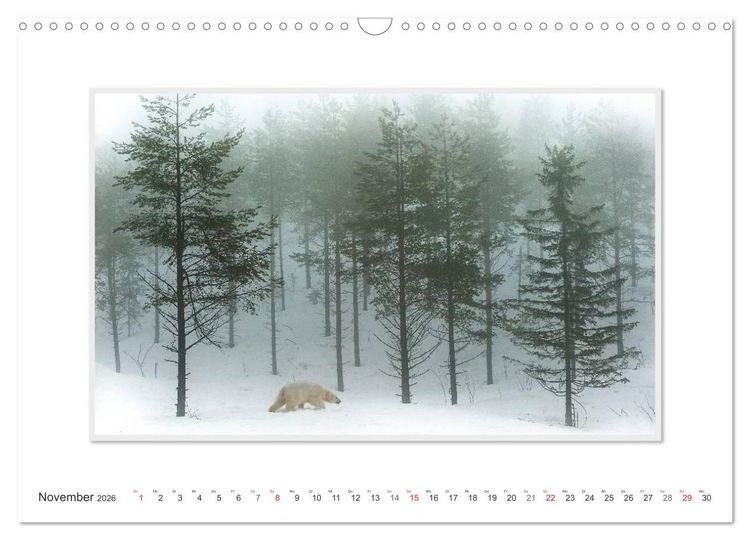 Produktbild: Emotionale Momente: Der Eisb&auml;r. (Wandkalender 2026 DIN A3 quer), CALVENDO Monatskalender