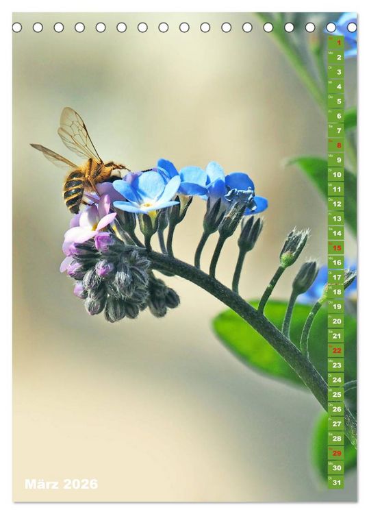 Produktbild: Blossom Love, von Bienen und Hummeln (Tischkalender 2026 DIN A5 hoch), CALVENDO Monatskalender