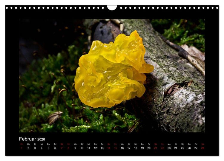 Produktbild: Pilzgalerie - Heimische Pilze aus der Region Rheinland-Pfalz (Wandkalender 2026 DIN A3 quer), CALVENDO Monatskalender
