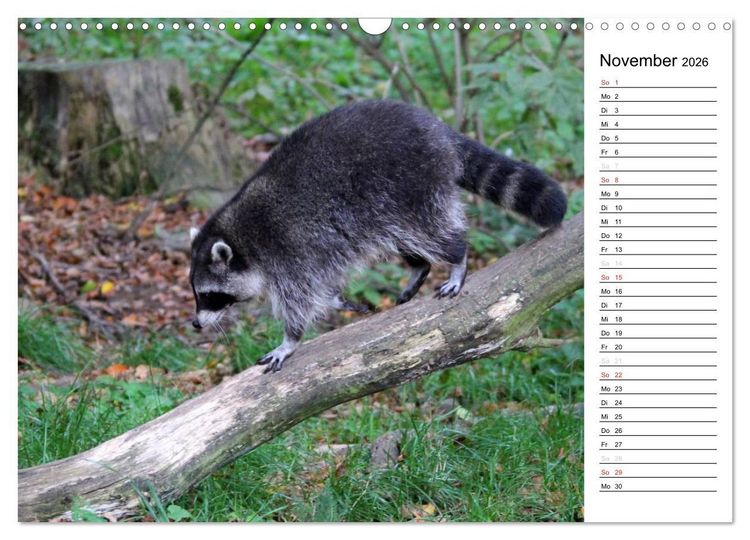 Produktbild: Der kleine R&auml;uber mit Maske - Waschb&auml;ren (Wandkalender 2026 DIN A3 quer), CALVENDO Monatskalender