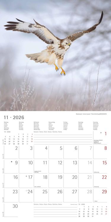 Geheimnisvolles Waldleben 2026 - Broschürenkalender 30x30 cm (30x60 geöffnet) - Kalender mit Platz für Notizen - Forest Animals - Bildkalender - Wandk