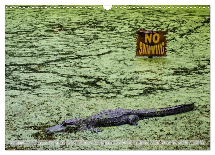 Produktbild: Florida. Sonne und Meer (Wandkalender 2026 DIN A3 quer), CALVENDO Monatskalender