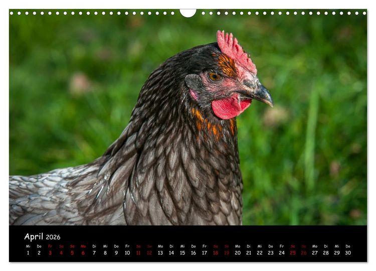 Produktbild: Neues von den Gartenh&uuml;hnern (Wandkalender 2026 DIN A3 quer), CALVENDO Monatskalender