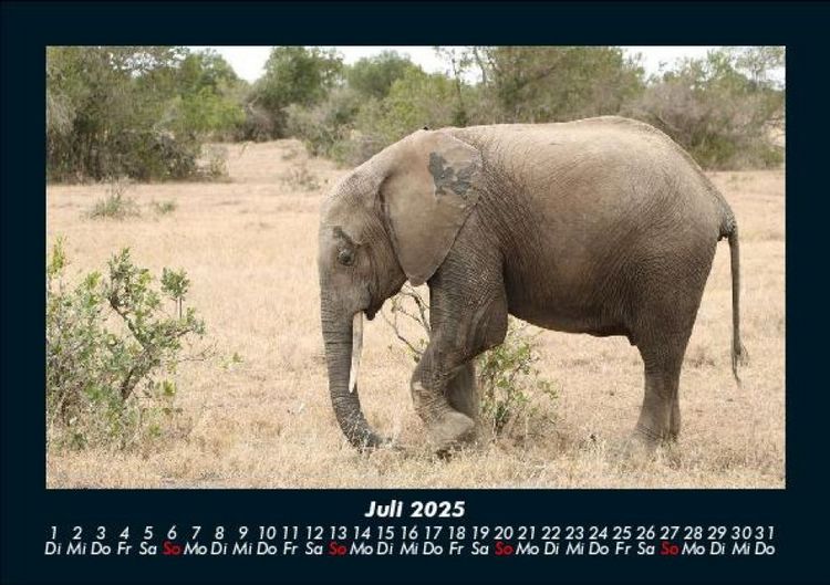 Produktbild: Elefanten 2025 Fotokalender DIN A5