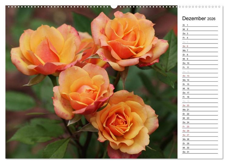 Produktbild: Zauberhafte Rosen (Wandkalender 2026 DIN A2 quer), CALVENDO Monatskalender