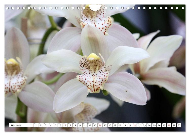 Produktbild: Prachtvolle Orchideen (Wandkalender 2026 DIN A4 quer), CALVENDO Monatskalender