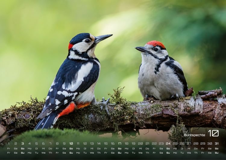 Produktbild: Waldtiere - Heimische Waldbewohner - Der Tierkalender - 2027 - Kalender DIN A3