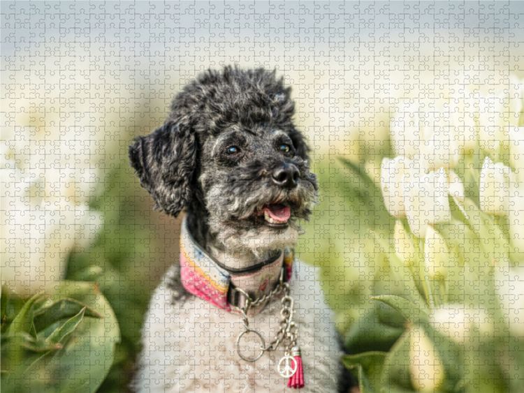 Produktbild: CALVENDO Puzzle Zwergpudel im Tulpenfeld 1000 Teile Lege-Gr&ouml;&szlig;e 640 x 480 cm Foto-Puzzle Bild von boegau - fotos