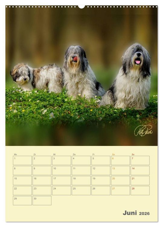 Produktbild: PON-Welpen - jeder Tag ein gro&szlig;es Abenteuer / Planer (Wandkalender 2026 DIN A2 hoch), CALVENDO Monatskalender