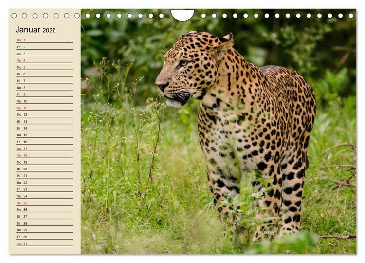 Produktbild: Die Lautlosen. Geparden und Leoparden (Wandkalender 2026 DIN A4 quer), CALVENDO Monatskalender