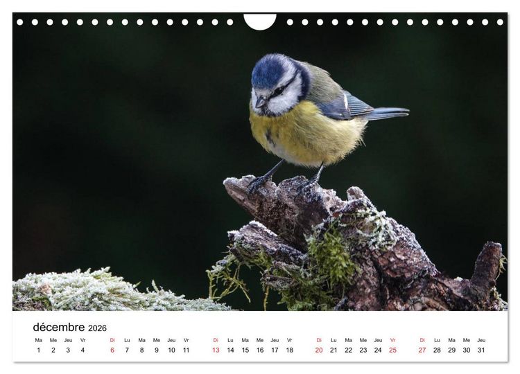 Produktbild: Oiseaux de nos villages en G&acirc;tinais (Calendrier mural 2026 DIN A4 vertical), CALVENDO calendrier mensuel