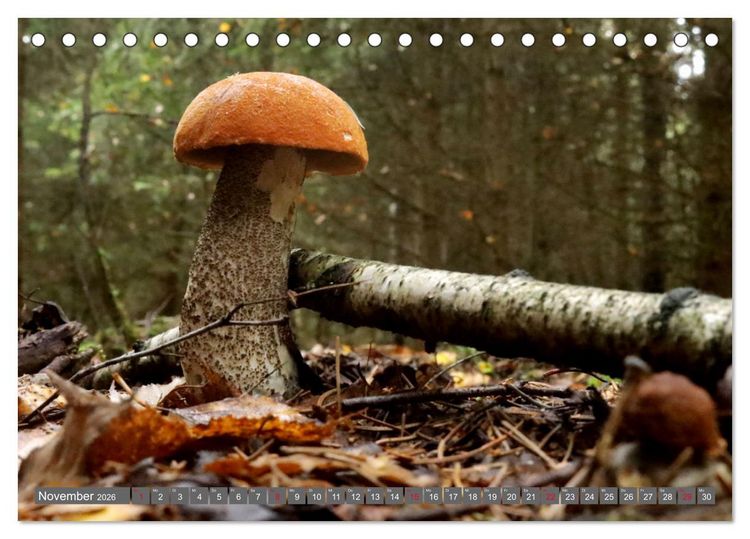 Produktbild: PILZE IM WALD (Tischkalender 2026 DIN A5 quer), CALVENDO Monatskalender