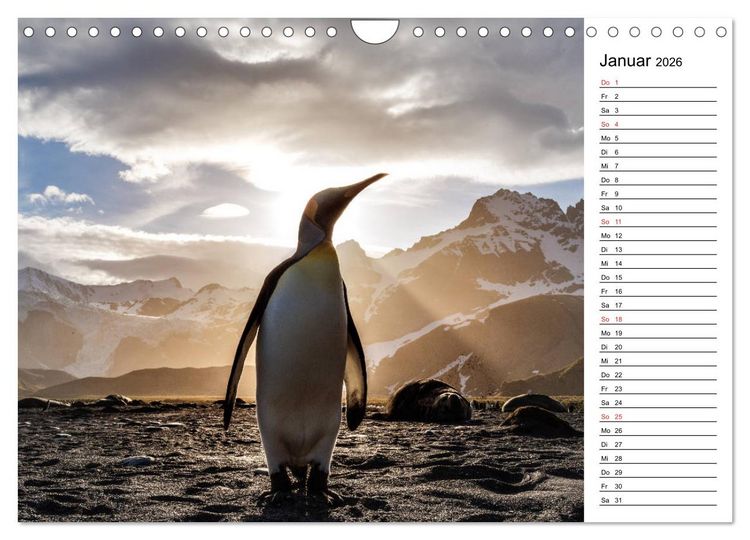 Produktbild: Pinguinliebe (Wandkalender 2026 DIN A4 quer), CALVENDO Monatskalender