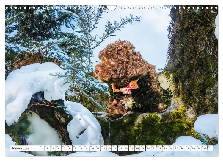 Produktbild: Lagotto Romagnolo Welpen - Sieben kleine Weltentdecker auf gro&szlig;er Fahrt (Wandkalender 2026 DIN A3 quer), CALVENDO Monatskalender