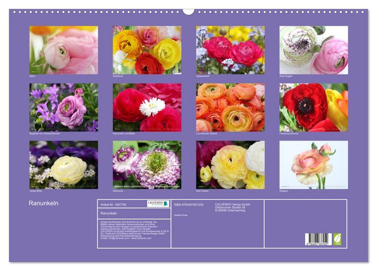 Produktbild: Ranunkeln (Wandkalender 2026 DIN A2 quer), CALVENDO Monatskalender
