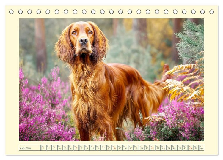 Produktbild: Irish Red Setter. Wo noble Eleganz auf Tatendrang trifft (Tischkalender 2026 DIN A5 quer), CALVENDO Monatskalender