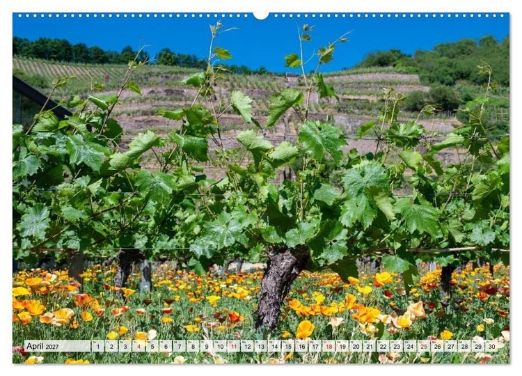 Produktbild: S&auml;chsische Sehnsucht - Ein Jahr zwischen Mei&szlig;en und Radebeul (hochwertiger Premium Wandkalender 2027 DIN A2 quer), Kunstdruck in Hochglanz