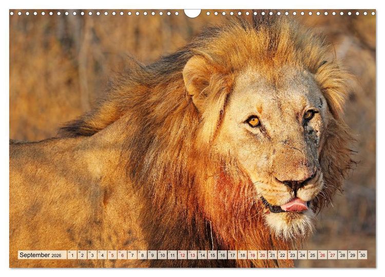 Produktbild: Afrikas L&ouml;wen 2026 (Wandkalender 2026 DIN A3 quer), CALVENDO Monatskalender