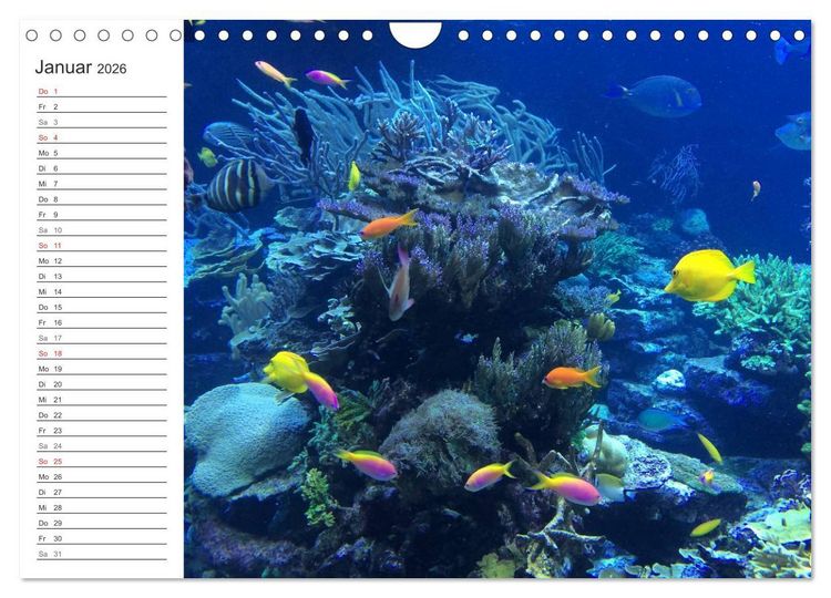Produktbild: Malediven (Wandkalender 2026 DIN A4 quer), CALVENDO Monatskalender