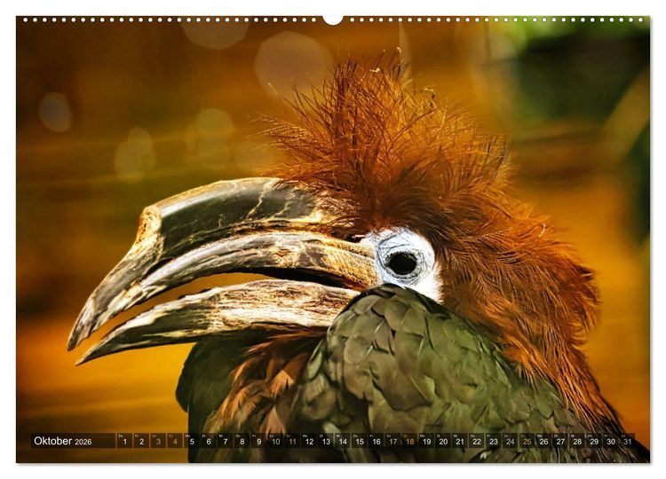 Produktbild: Imposante Vogelportr&auml;ts (Wandkalender 2026 DIN A2 quer), CALVENDO Monatskalender