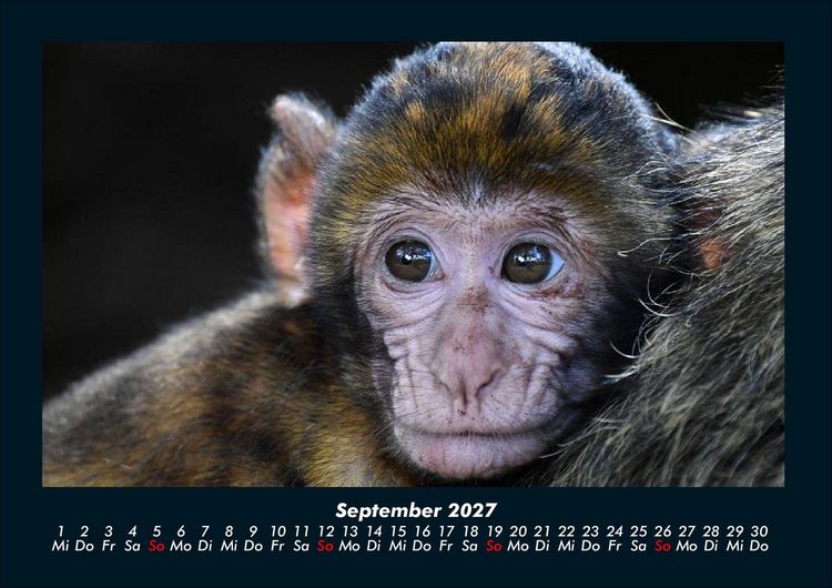 Produktbild: Tierkalender 2027 Fotokalender DIN A4