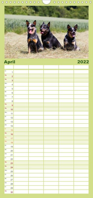 Produktbild: Familienplaner Faszinierende Australian Cattle Dogs (Wandkalender 2022 , 21 cm x 45 cm, hoch)
