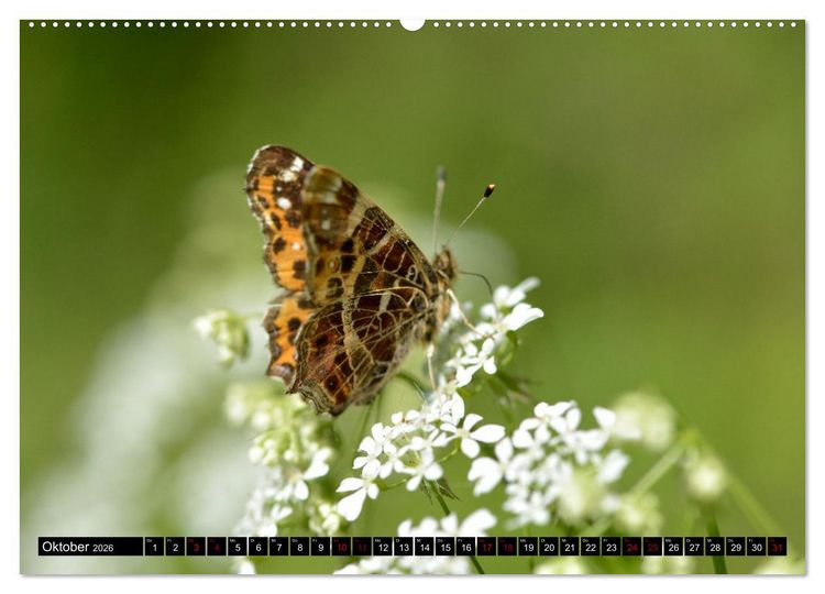 Produktbild: Insekten-Sommer (hochwertiger Premium Wandkalender 2026 DIN A2 quer), Kunstdruck in Hochglanz