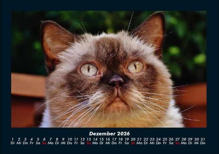 Produktbild: F&uuml;r Katzenfreunde 2026 Fotokalender DIN A4