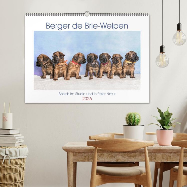 Produktbild: Berger de Brie - Welpen (Wandkalender 2026 DIN A2 quer), CALVENDO Monatskalender
