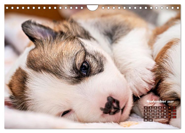 Produktbild: Willkommen auf dieser Welt ihr kleinen Islandhunde (Wandkalender 2027 DIN A4 quer), CALVENDO Monatskalender