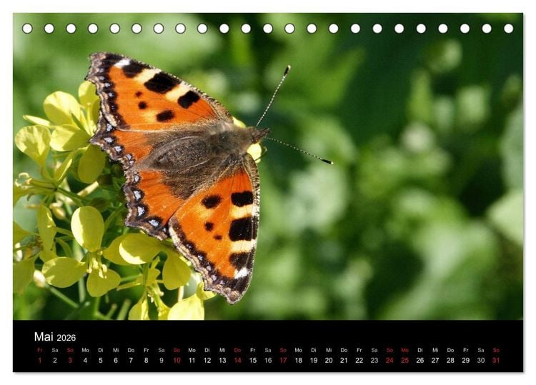Produktbild: Heimische Schmetterlinge (Tischkalender 2026 DIN A5 quer), CALVENDO Monatskalender