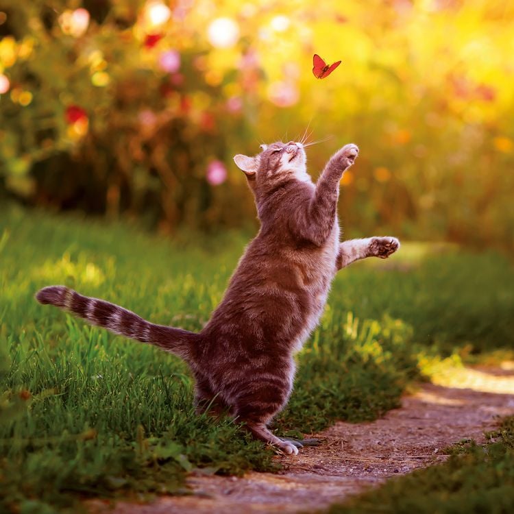 Produktbild: Katzen / Cats 2027