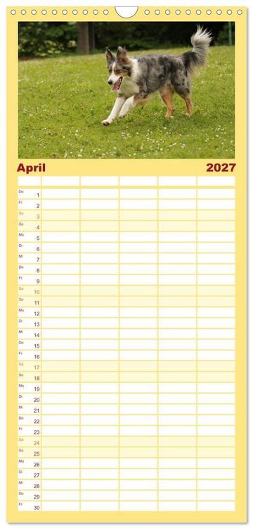 Produktbild: Familienplaner 2027 - Australian Shepherd - Treue Blicke, wilde Herzen mit 5 Spalten (Wandkalender, 21 x 45 cm) CALVENDO