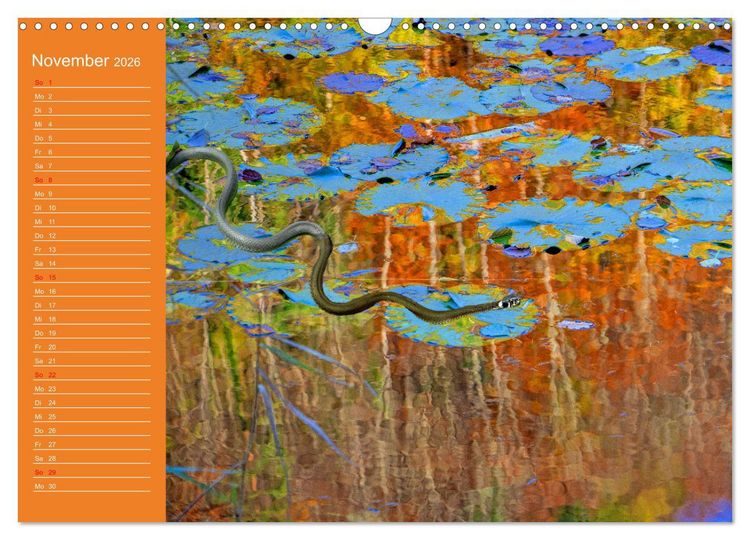 Produktbild: Wir sind die Stars am Wasser (Wandkalender 2026 DIN A3 quer), CALVENDO Monatskalender