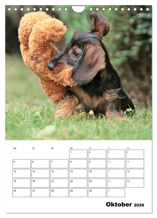 Produktbild: Geliebte Rabauken - Rauhaardackel (Wandkalender 2026 DIN A4 hoch), CALVENDO Monatskalender