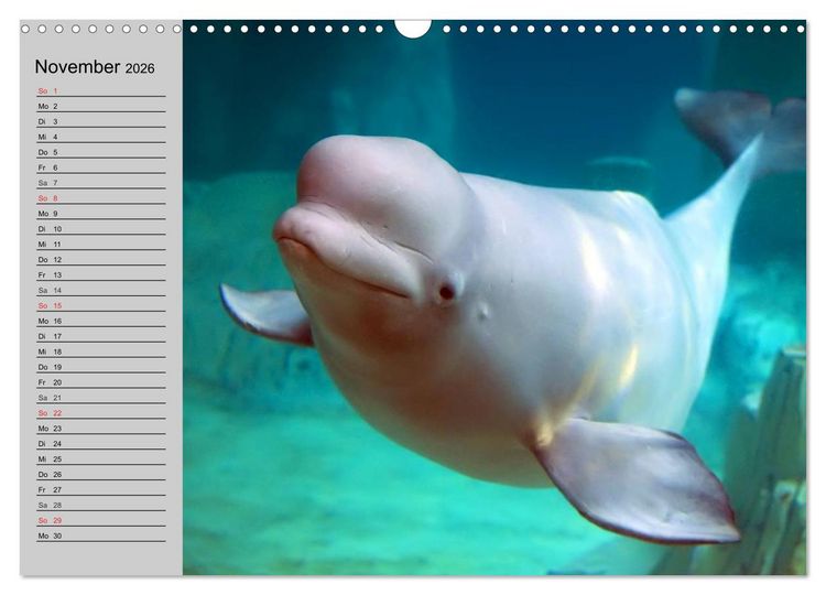 Produktbild: Delfine und Wale (Wandkalender 2026 DIN A3 quer), CALVENDO Monatskalender