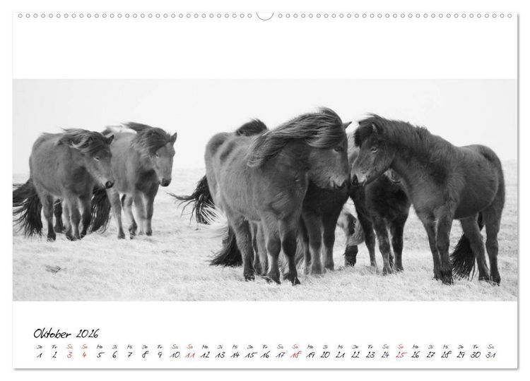 Produktbild: Islandpferde von Brimilsvellir (hochwertiger Premium Wandkalender 2026 DIN A2 quer), Kunstdruck in Hochglanz