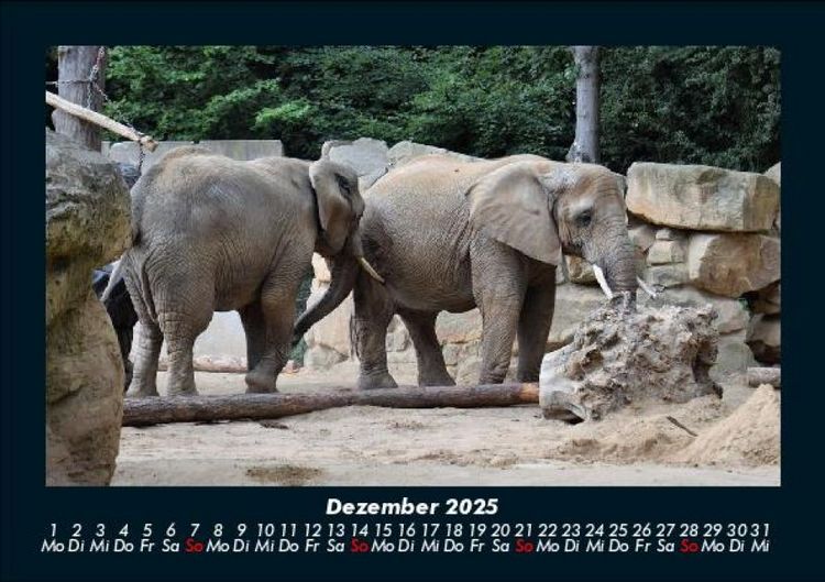 Produktbild: Der Elefantenkalender 2025 Fotokalender DIN A5