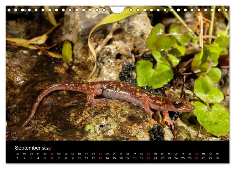 Produktbild: Salamander und Molche (Wandkalender 2026 DIN A4 quer), CALVENDO Monatskalender