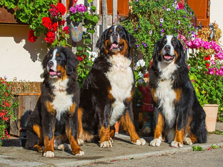 Produktbild: CALVENDO Puzzle Berner Sennenhunde vor einem Bauernhaus | 1000 Teile Lege-Gr&ouml;&szlig;e 64x48cm Foto-Puzzle f&uuml;r gl&uuml;ckliche Stunden