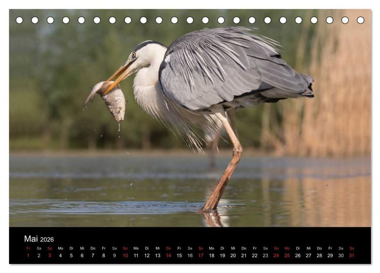 Produktbild: Reiher - Der Tanz auf dem Wasser (Tischkalender 2026 DIN A5 quer), CALVENDO Monatskalender