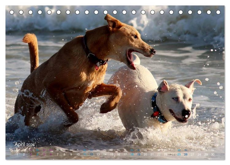Produktbild: SPLASH - Hunde im Wasser (Tischkalender 2026 DIN A5 quer), CALVENDO Monatskalender