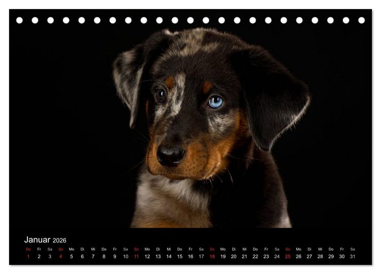 Produktbild: Dogs (Tischkalender 2026 DIN A5 quer), CALVENDO Monatskalender