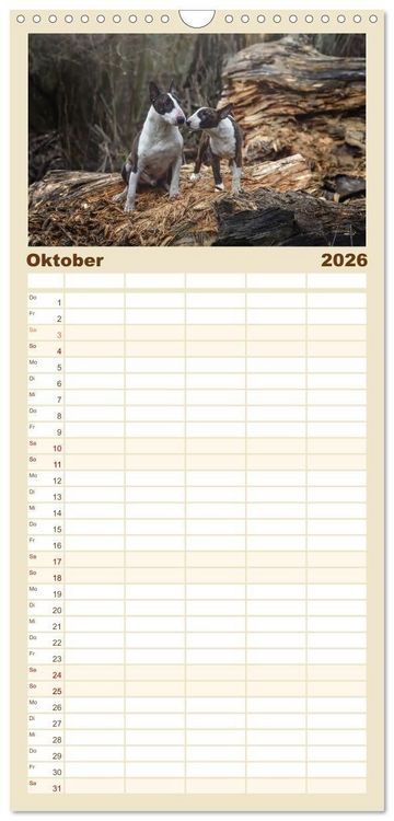 Produktbild: Familienplaner 2026 - Bullterrier - charmante Herzensbrecher mit 5 Spalten (Wandkalender, 21 x 45 cm) CALVENDO