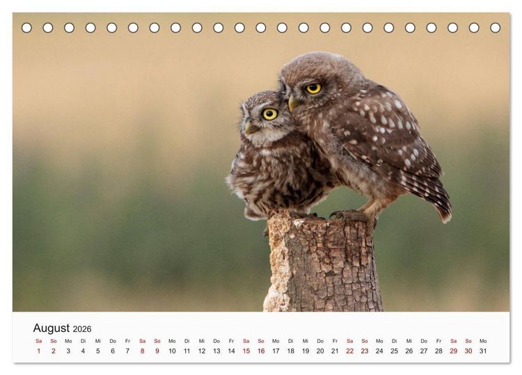 Produktbild: V&ouml;gel - Die K&ouml;nige der L&uuml;fte (Tischkalender 2026 DIN A5 quer), CALVENDO Monatskalender