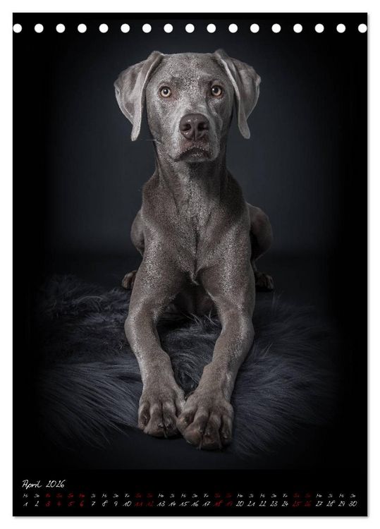 Produktbild: Hunde-Augen-Blicke (Tischkalender 2026 DIN A5 hoch), CALVENDO Monatskalender