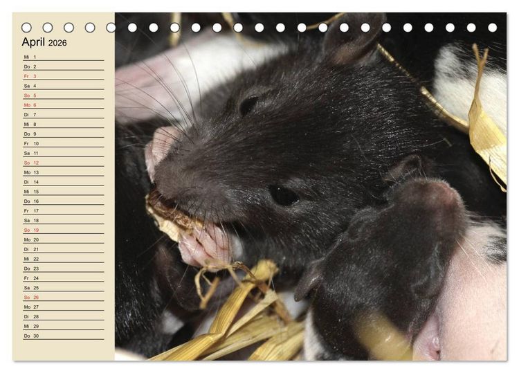 Produktbild: Ratten. Gelehrige Haustiere (Tischkalender 2026 DIN A5 quer), CALVENDO Monatskalender